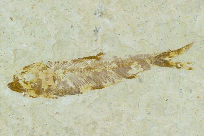 Bargain Fossil Fish (Knightia) - Wyoming #120678